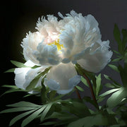 🌺The Queen of Flowers—Peony Flower