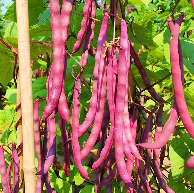 Purple  Kidney Beans Seeds, Purple Climbing Beans Seeds