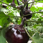 Grow Your Own Round Eggplant🌱🍆