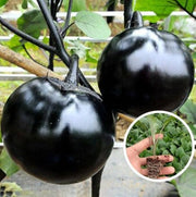 Grow Your Own Round Eggplant🌱🍆