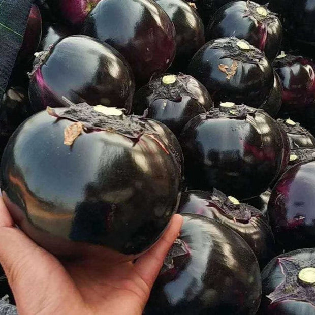 Grow Your Own Round Eggplant🌱🍆