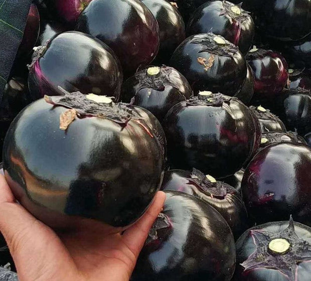 Grow Your Own Round Eggplant🌱🍆