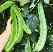 Giant Green Bean Seeds🌱🌾