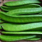 Giant Green Bean Seeds🌱🌾