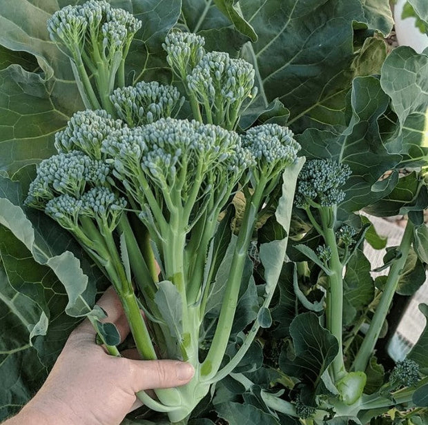 Broccoli Raab🥦: A Perfect Blend of Easy Planting and Delicious Eating🌱