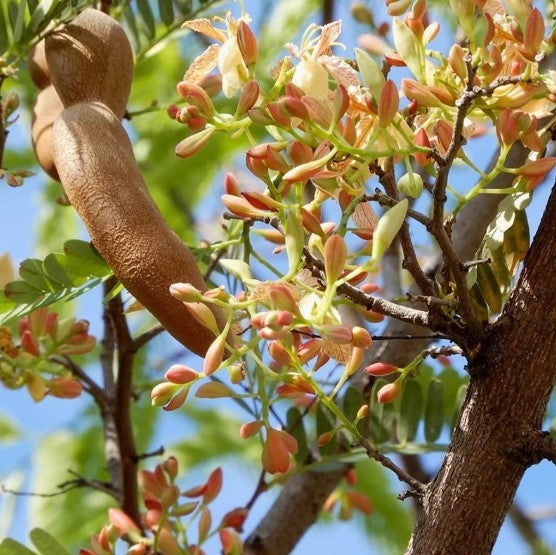 Grow Your Own Tamarind Tree🌿 – Unique Flavors, Low Maintenance