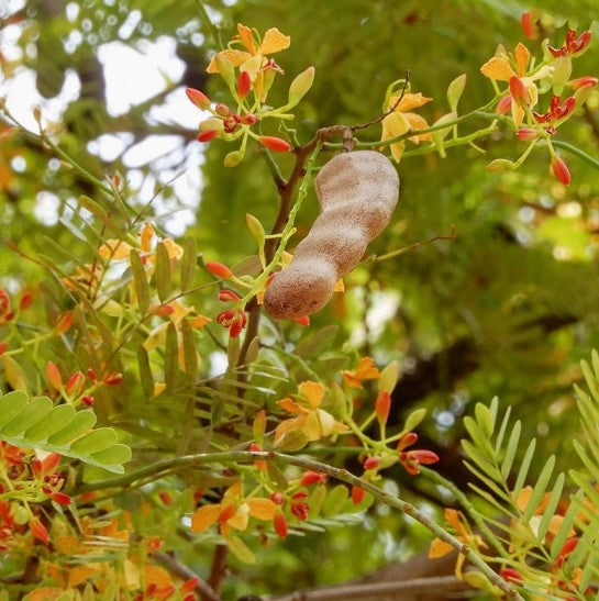 Grow Your Own Tamarind Tree🌿 – Unique Flavors, Low Maintenance