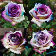 🌹Rare Violet Rose Roses - Seeds