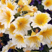 💐 Morning Glory Seeds