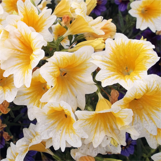 💐 Morning Glory Seeds