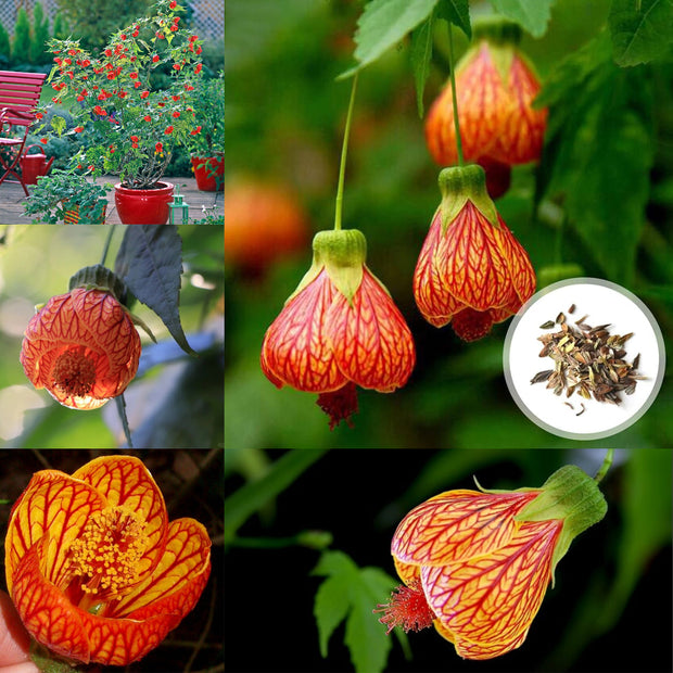 🌼Last Day Sale - 60% OFF💐Abutilon Pictum Seeds