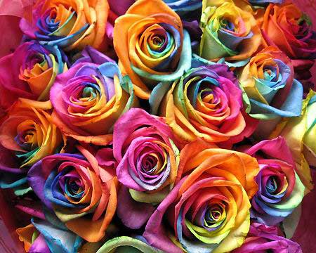 🌹Rainbow Rose Seeds