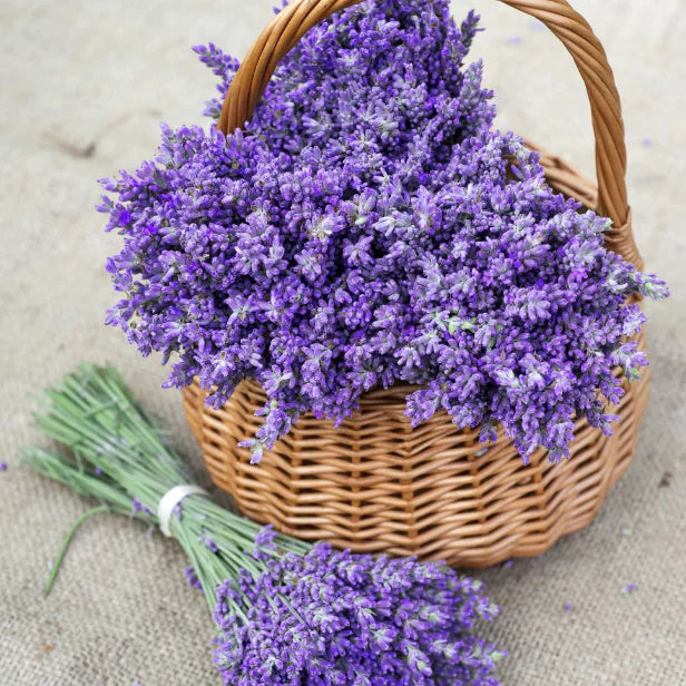 Last Day Sale - 60% OFF💐Provence Lavender Seeds Fragrant Organic Flower Seeds Home Garden Bonsai Plant