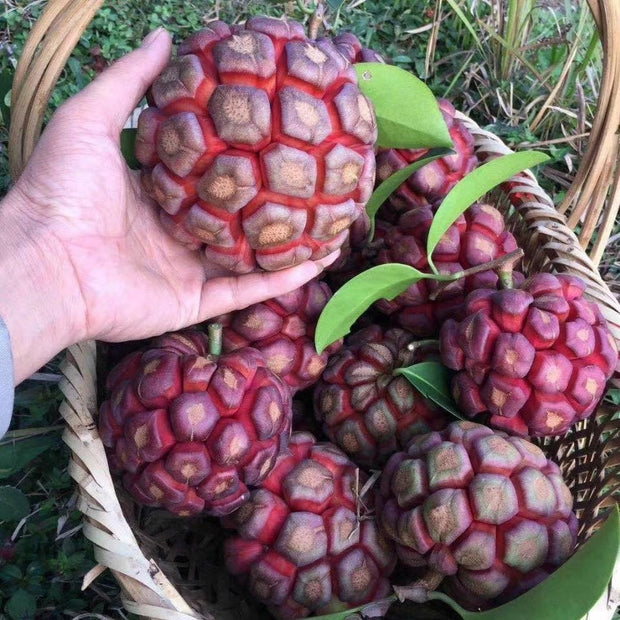 Black Tiger Seeds | Devil Fruit