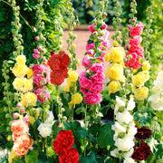 🌺Last Day Sale - 50% OFF💐 Double Hollyhock Seeds