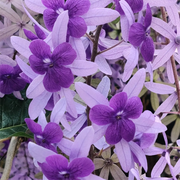 🌿WISTERIA FLOWER SEEDS--NATURE'S PURPLE ELEGANCE