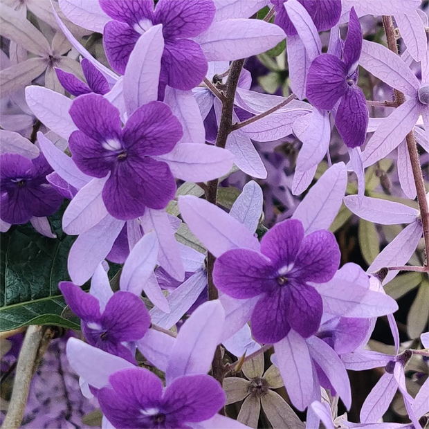 🌿WISTERIA FLOWER SEEDS--NATURE'S PURPLE ELEGANCE