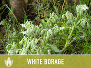 White Borage Seeds - Heirloom Seeds, Edible Flower Seeds, Medicinal Herb Seeds, Culinary Herb Seeds, Open Pollinated, Non-GMO