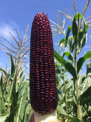 Black Corn Seeds-Organic Maiz Morado
