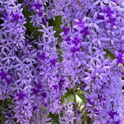 🌿WISTERIA FLOWER SEEDS--NATURE'S PURPLE ELEGANCE
