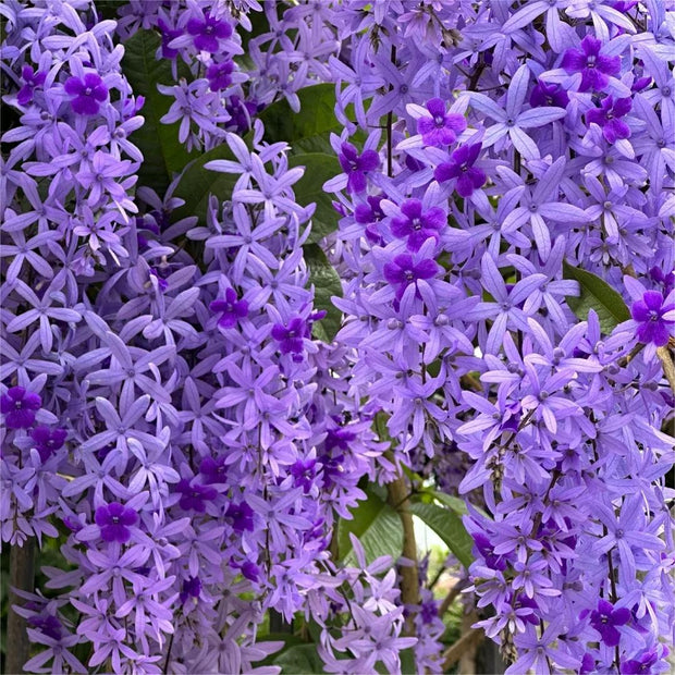 🌿WISTERIA FLOWER SEEDS--NATURE'S PURPLE ELEGANCE