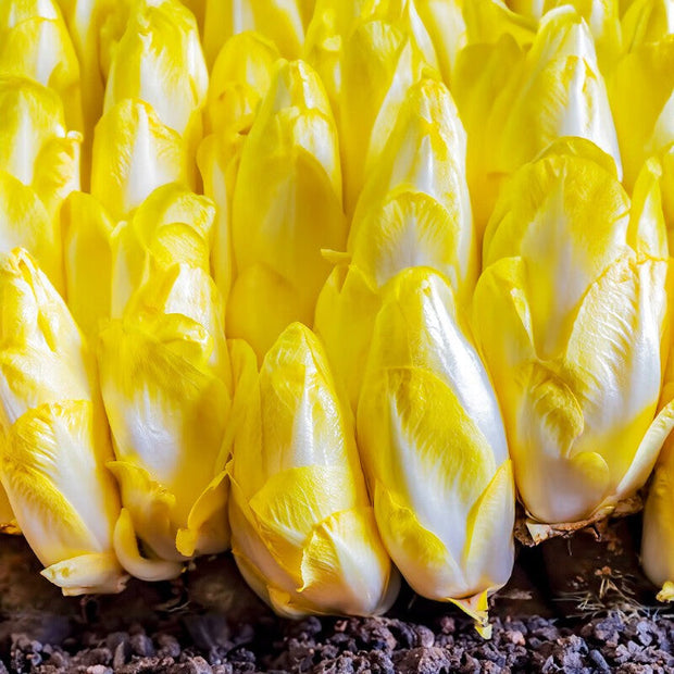 Golden Cabbage🌱: The Perfect Choice for Your Garden – A Rare Variety!🌿
