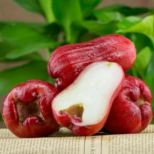 🔥HOT SALE-Wax-apple Fruit Seeds🍹