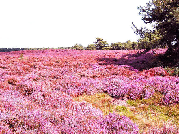 Purple Heather-callun