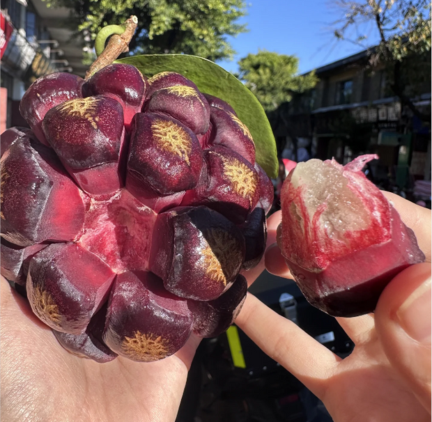 Black Tiger Seeds | Devil Fruit