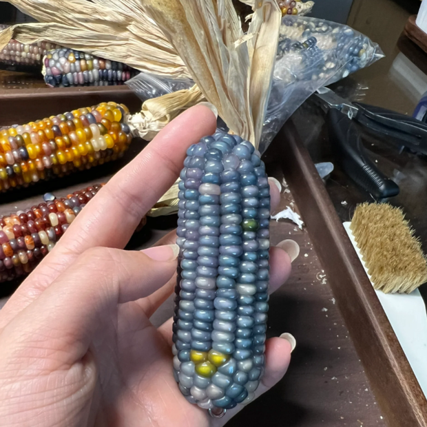 Decorative Corn Gem corn  Seeds
