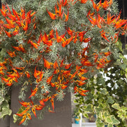 🦜Parrot's Beak Lotus Japonicus Seeds🌿