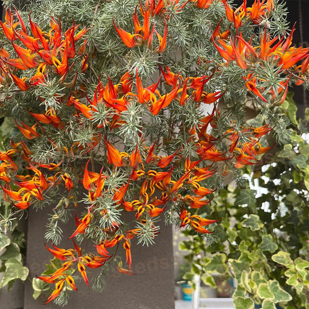 🦜Parrot's Beak Lotus Japonicus Seeds🌿