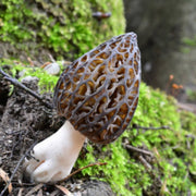 High-yield soil-cultivated morel mushroom strain mushroom cultivation package