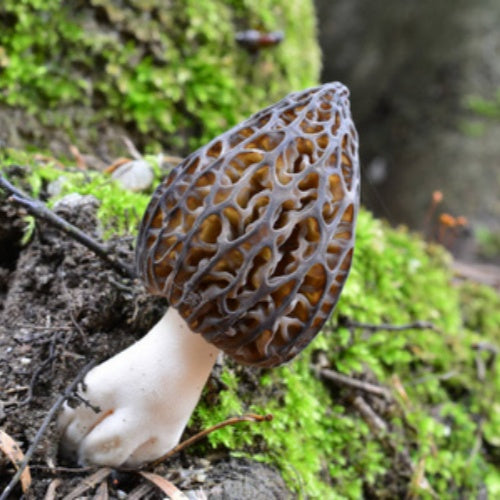 High-yield soil-cultivated morel mushroom strain mushroom cultivation package