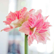 Amaryllis Bulbs - Beautiful Fairy