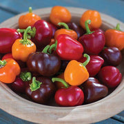 Pepper Mini Bell Chocolate Organic