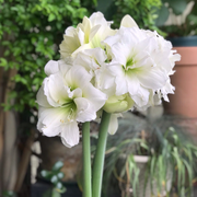 Amaryllis Bulbs - Afrey