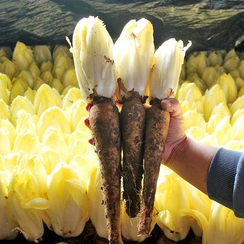 Golden Cabbage🌱: The Perfect Choice for Your Garden – A Rare Variety!🌿