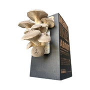 Mushroom Grower Kit