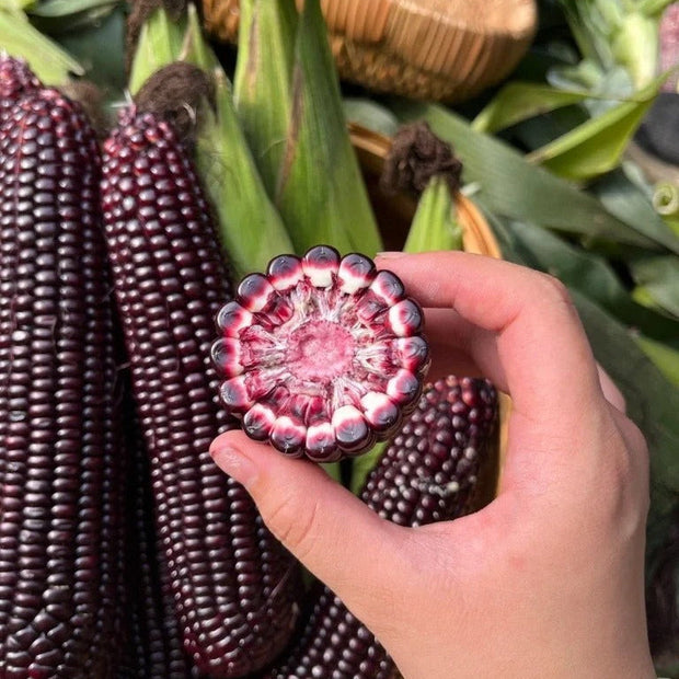 Black Corn Seeds-Organic Maiz Morado