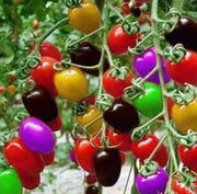 🌺Last Day Sale - 60% OFF✨Colorful Cherry Tomatoes Seeds