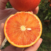 🍊Red Flesh Blood Orange Seeds(Can be potted)