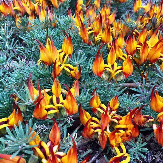 🦜Parrot's Beak Lotus Japonicus Seeds🌿