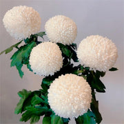 🏵️Colorful Ping Pong Chrysanthemum Seeds