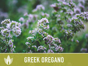 Greek Oregano Herb Heirloom Seeds - Open Pollinated, Non-GMO