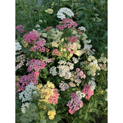 Swamp Milkweed Seeds - Mix