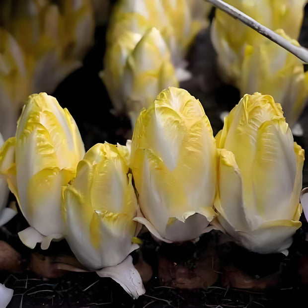 Golden Cabbage🌱: The Perfect Choice for Your Garden – A Rare Variety!🌿