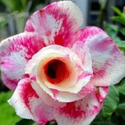 💐Desert Rose Seeds💖Various Colors🌱Long Flowering Period