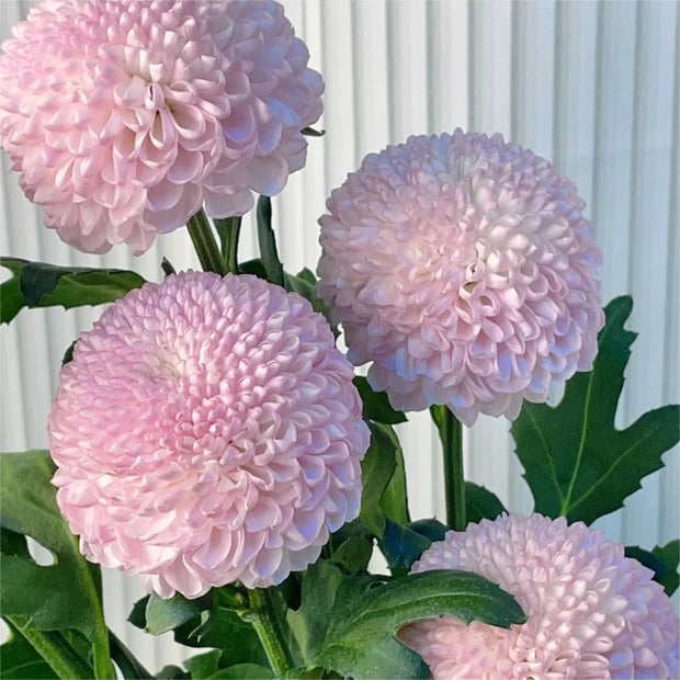 🏵️Colorful Ping Pong Chrysanthemum Seeds