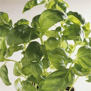 Nine Layer Tower Basil Seeds